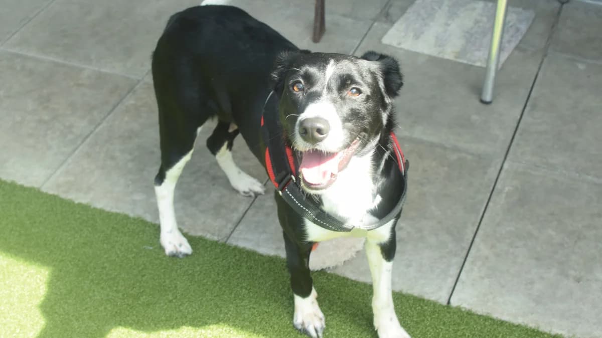 Bluey, Collie (Battersea Dogs & Cats Home)