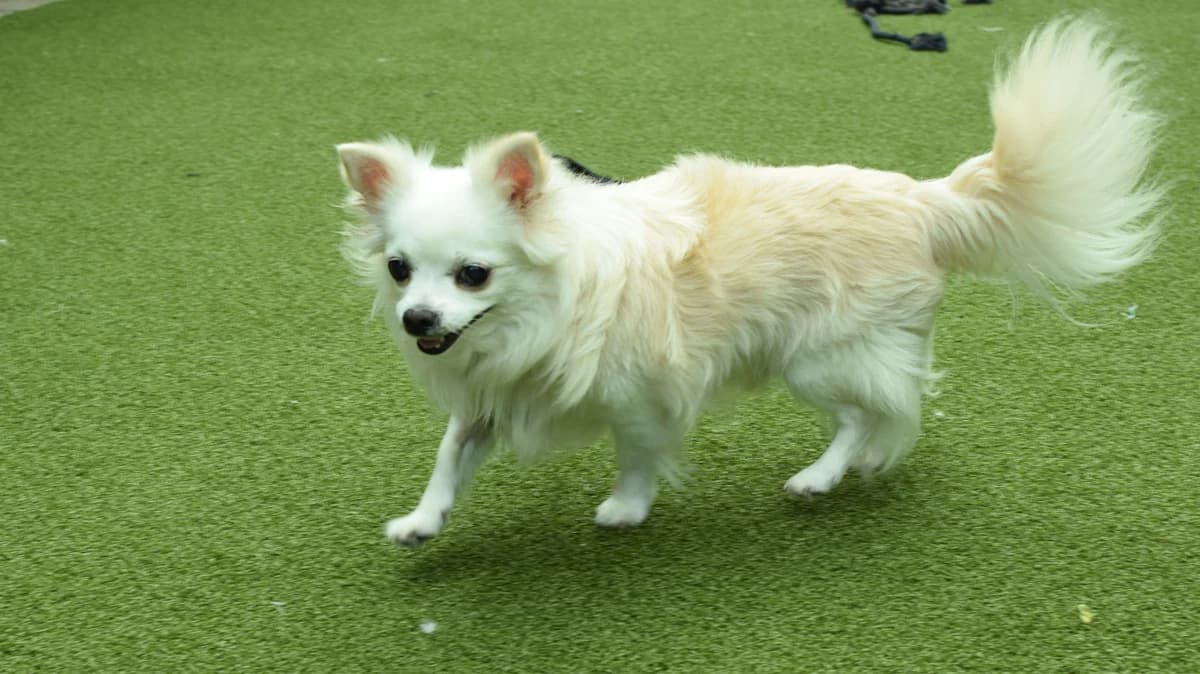 Bobo, male 5yo Chihuahua for adoption at Battersea Dogs & Cats Home, London