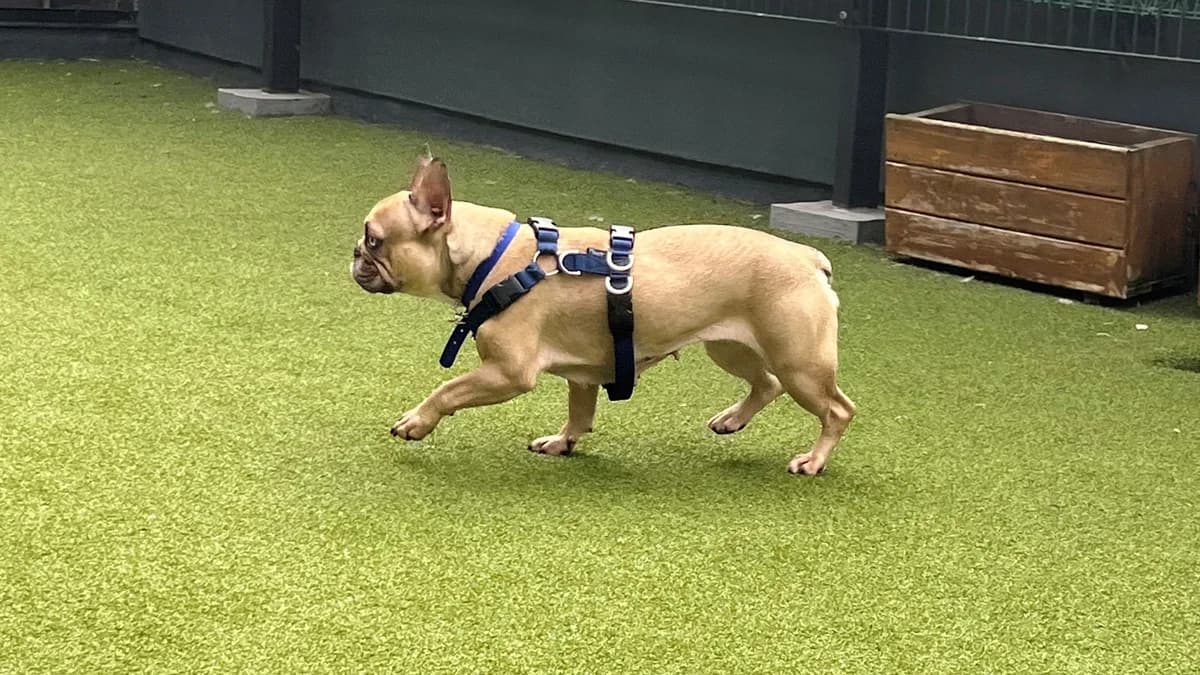 Bonnie, female senior Husky for adoption at Battersea Dogs & Cats Home, London