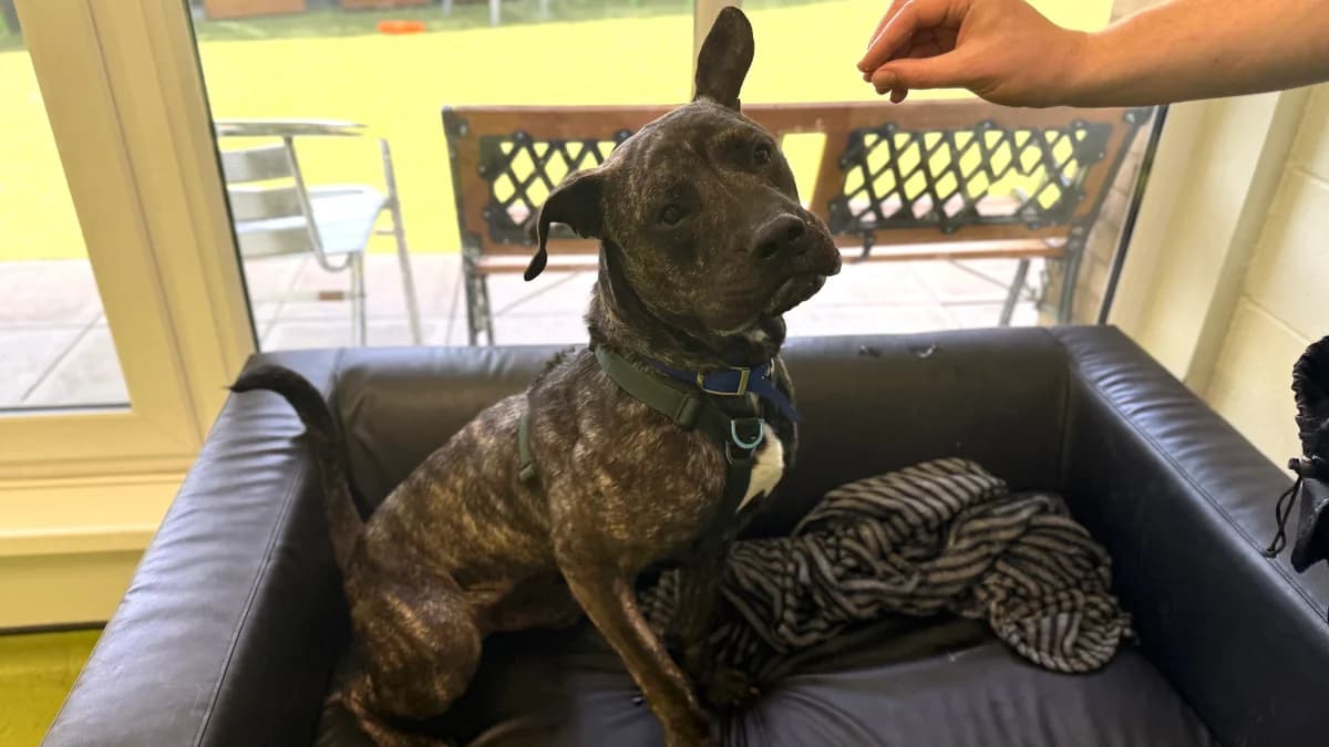 Bovril, male young Presa Canario for adoption at Battersea Dogs & Cats Home, London