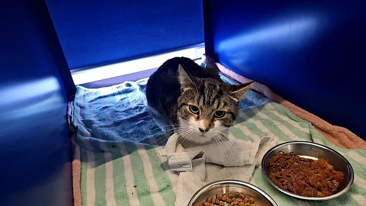 Boysie, male mixed breed for adoption at Battersea Dogs & Cats Home, London