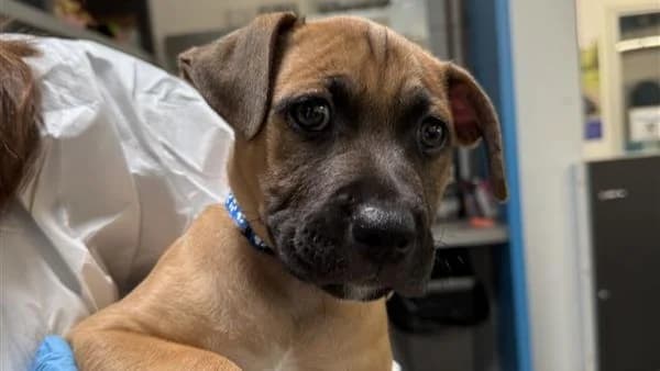 Bronte, male puppy Mixed Breed for adoption at Battersea Dogs & Cats Home, London