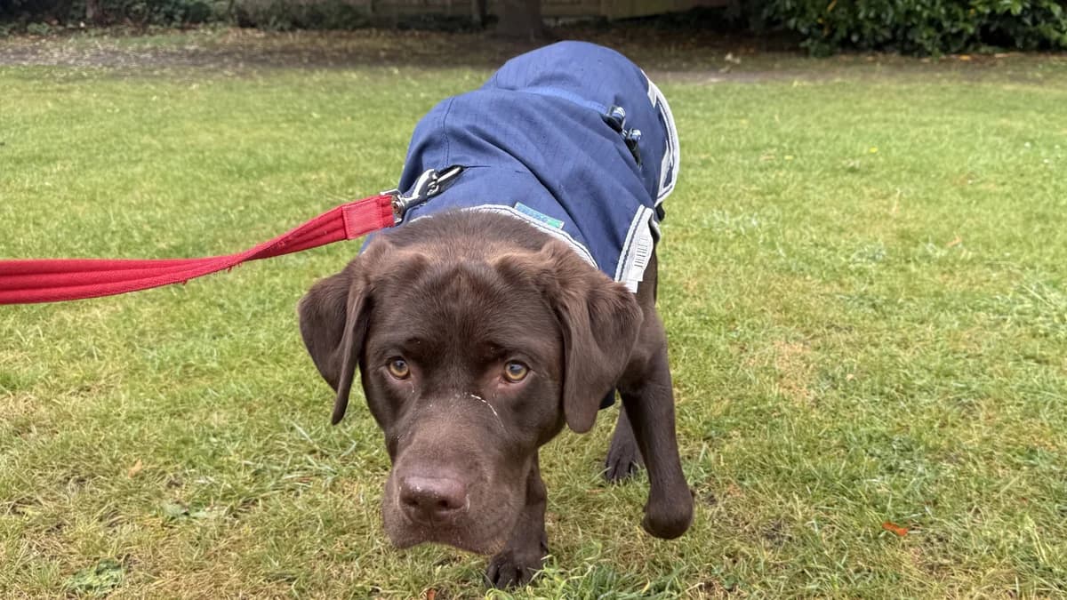 Bruno, male 4yo mixed breed for adoption at Battersea Dogs & Cats Home, London