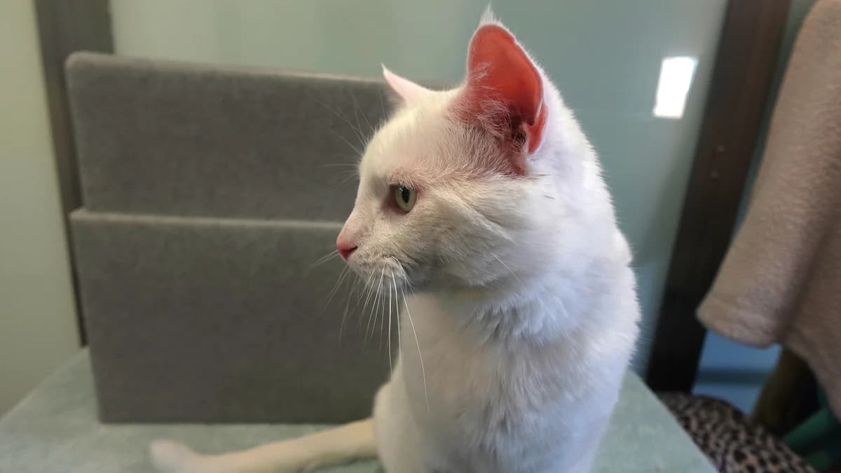 Bugsy, Domestic Shorthair (Battersea Dogs & Cats Home)