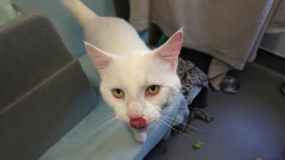 Bugsy, male senior Domestic Shorthair for adoption at Battersea Dogs & Cats Home, London