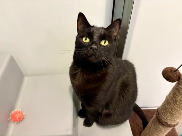 Bumblebee, female senior mixed breed for adoption at Battersea Dogs & Cats Home, London