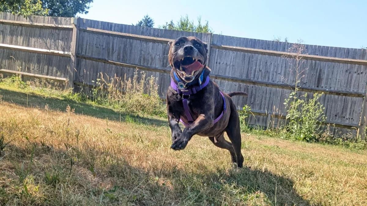 Buster, male senior mixed breed for adoption at Battersea Dogs & Cats Home, London