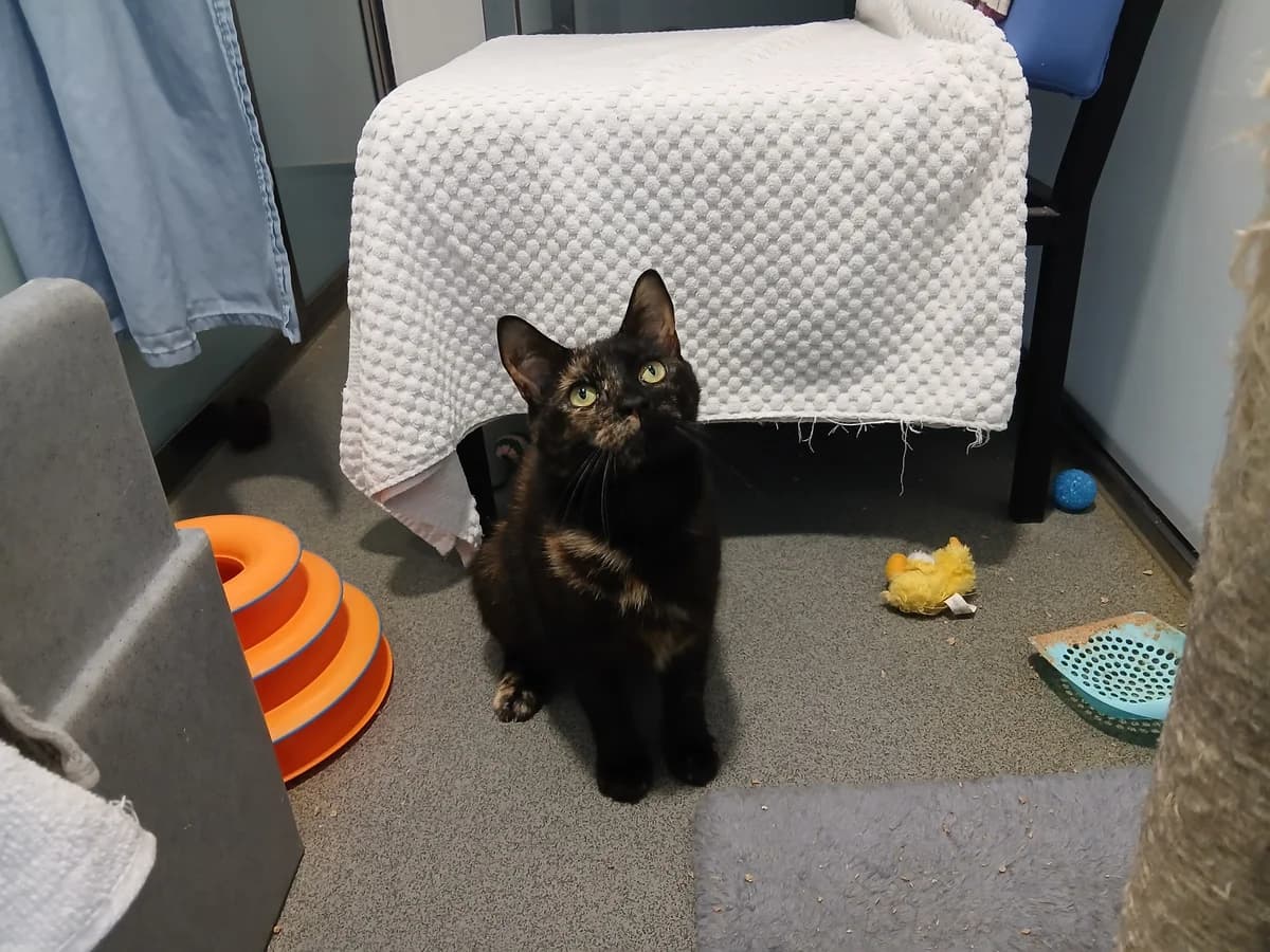 Carla, female young mixed breed for adoption at Battersea Dogs & Cats Home, London