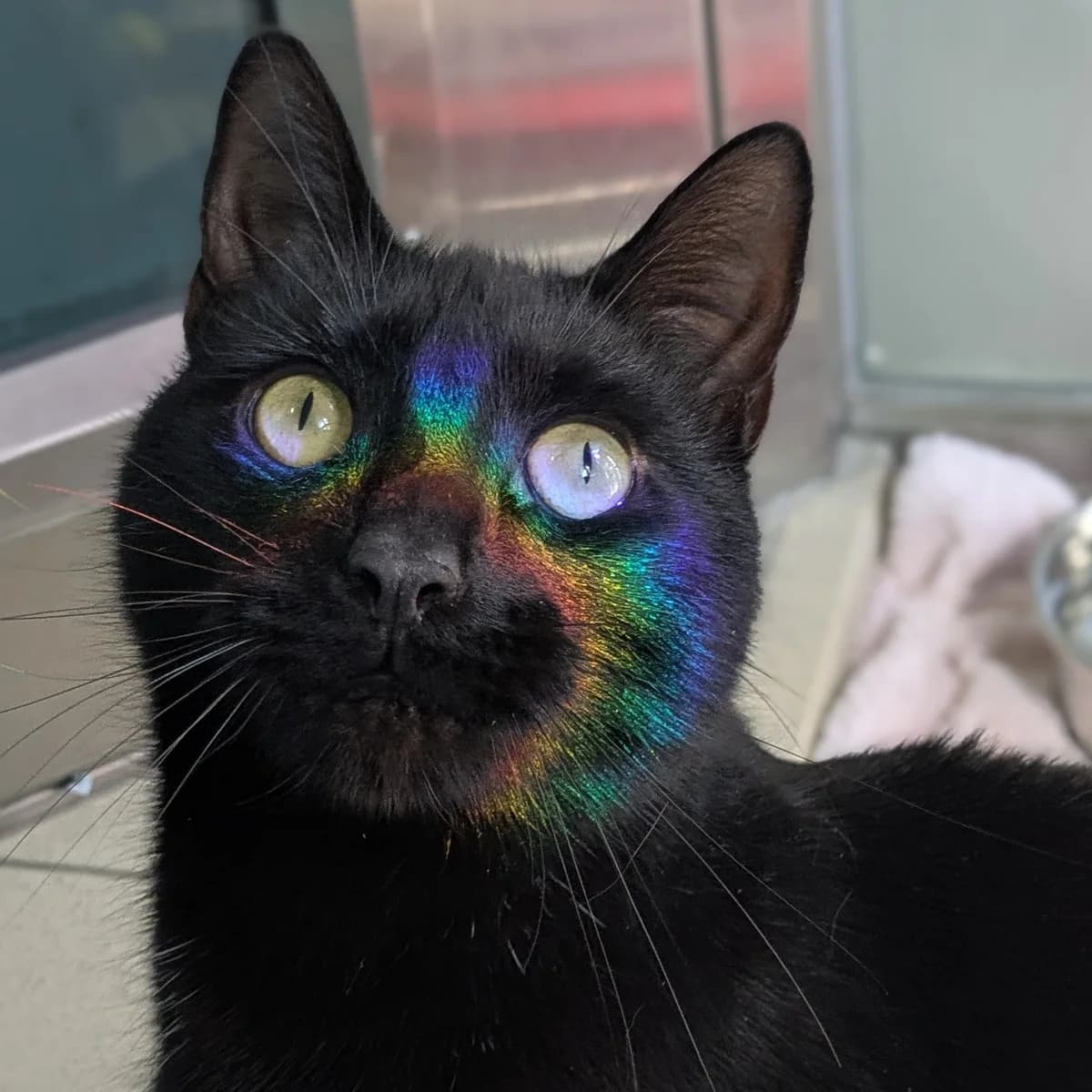 Caterpillar, male mixed breed for adoption at Battersea Dogs & Cats Home, London photo 2