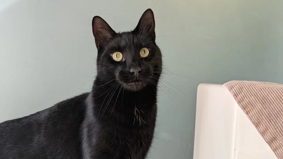 Caterpillar, male mixed breed for adoption at Battersea Dogs & Cats Home, London photo 3