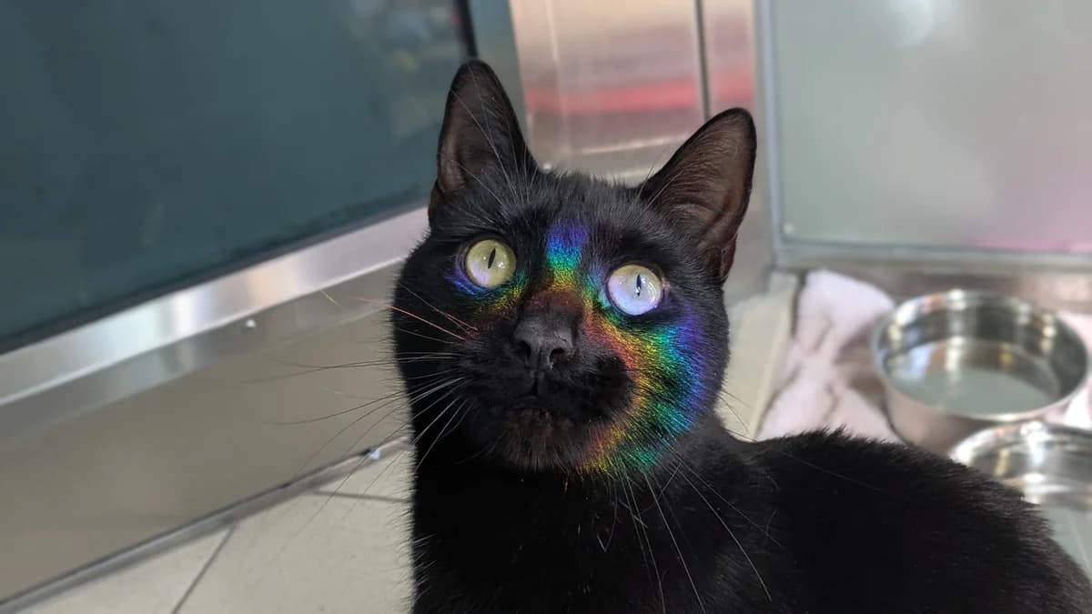 Caterpillar, male mixed breed for adoption at Battersea Dogs & Cats Home, London photo 4