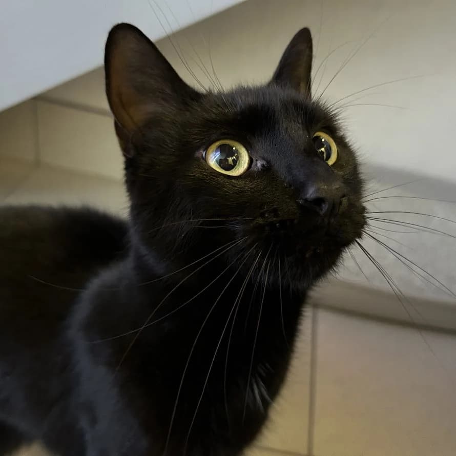 Caterpillar, male mixed breed for adoption at Battersea Dogs & Cats Home, London photo 5