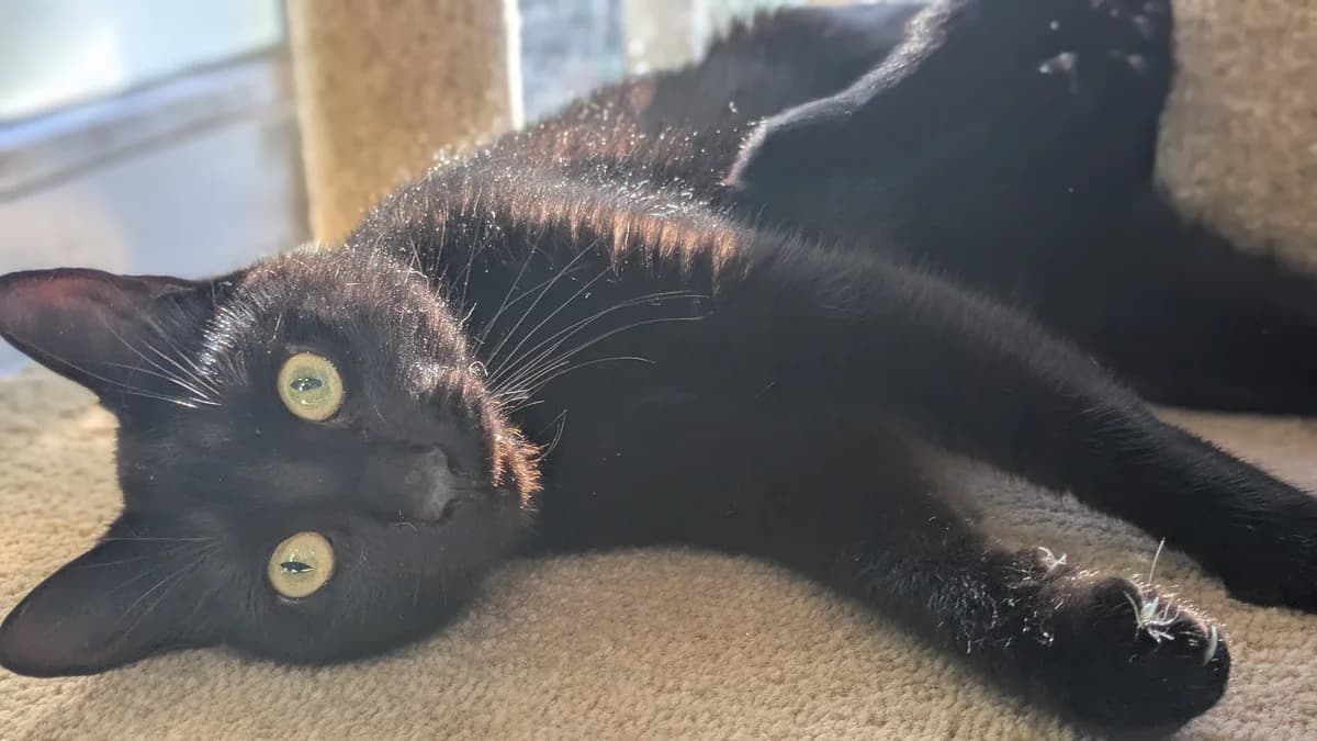 Caterpillar, male mixed breed for adoption at Battersea Dogs & Cats Home, London photo 6