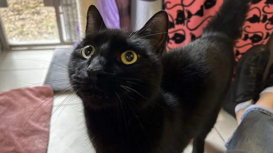 Caterpillar, male mixed breed for adoption at Battersea Dogs & Cats Home, London photo 7