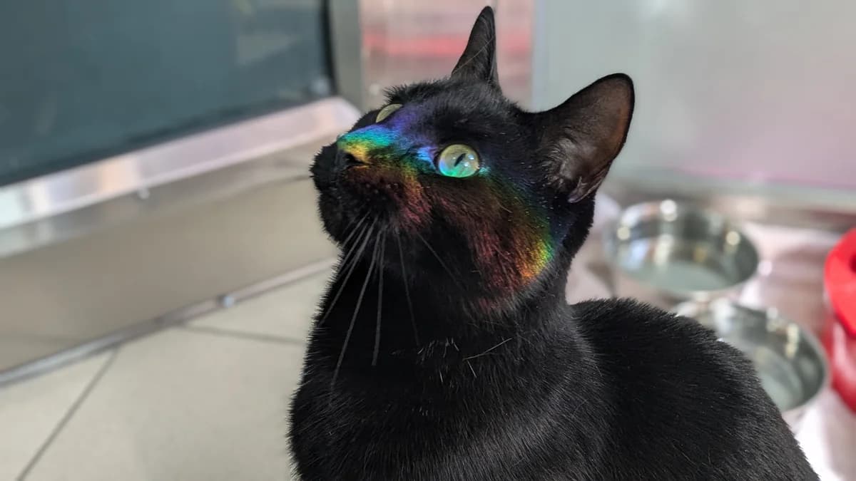 Caterpillar, male mixed breed for adoption at Battersea Dogs & Cats Home, London photo 8