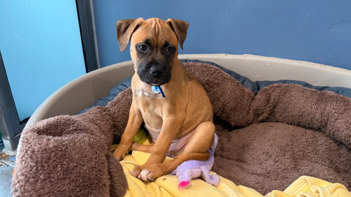 Chance, female puppy Mastiff for adoption at Battersea Dogs & Cats Home, London