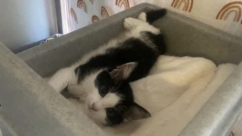 Chapati, female puppy mixed breed for adoption at Battersea Dogs & Cats Home, London