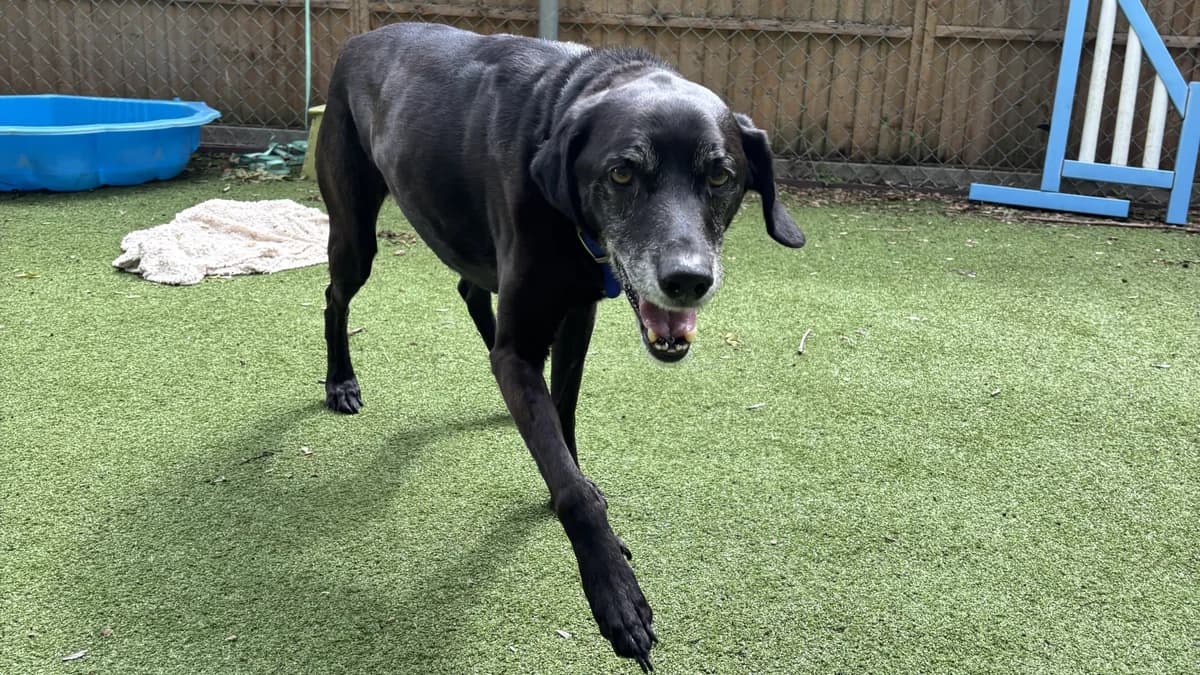 Chewie, male senior mixed breed for adoption at Battersea Dogs & Cats Home, London