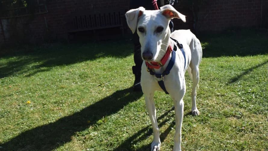 Chief, male 6yo Lurcher for adoption at Battersea Dogs & Cats Home, London