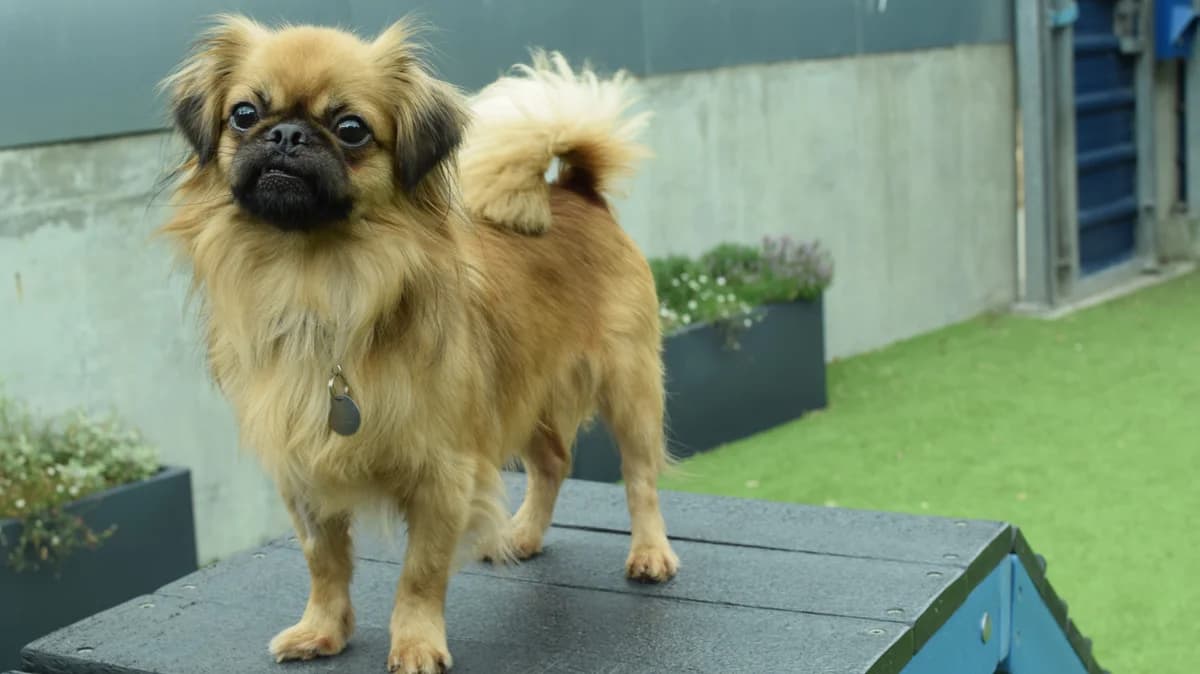 Chilli, male mixed breed for adoption at Battersea Dogs & Cats Home, London