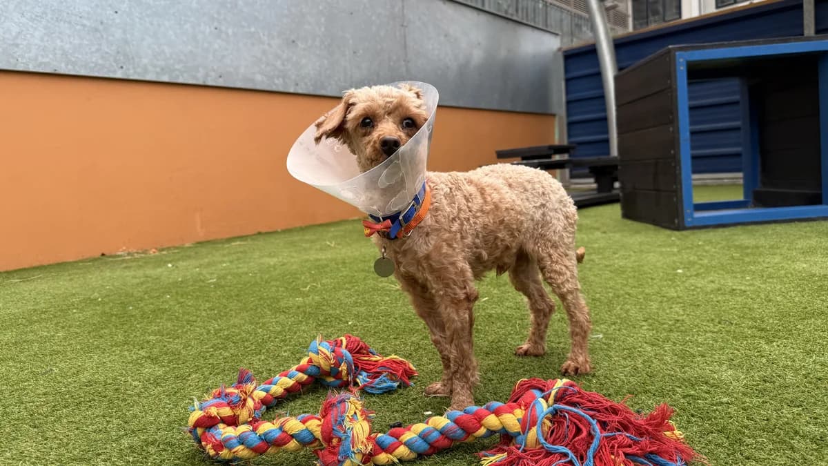 Chilly, male 5yo Poodle for adoption at Battersea Dogs & Cats Home, London