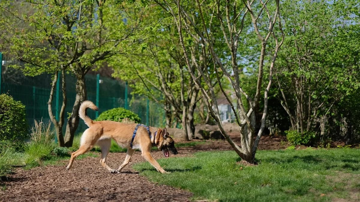 Chips, female young German Shepherd for adoption at Battersea Dogs & Cats Home, London