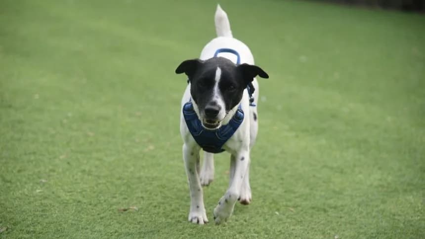 Chubs (& Brambles), male 6yo Jack Russell Terrier for adoption at Battersea Dogs & Cats Home, London