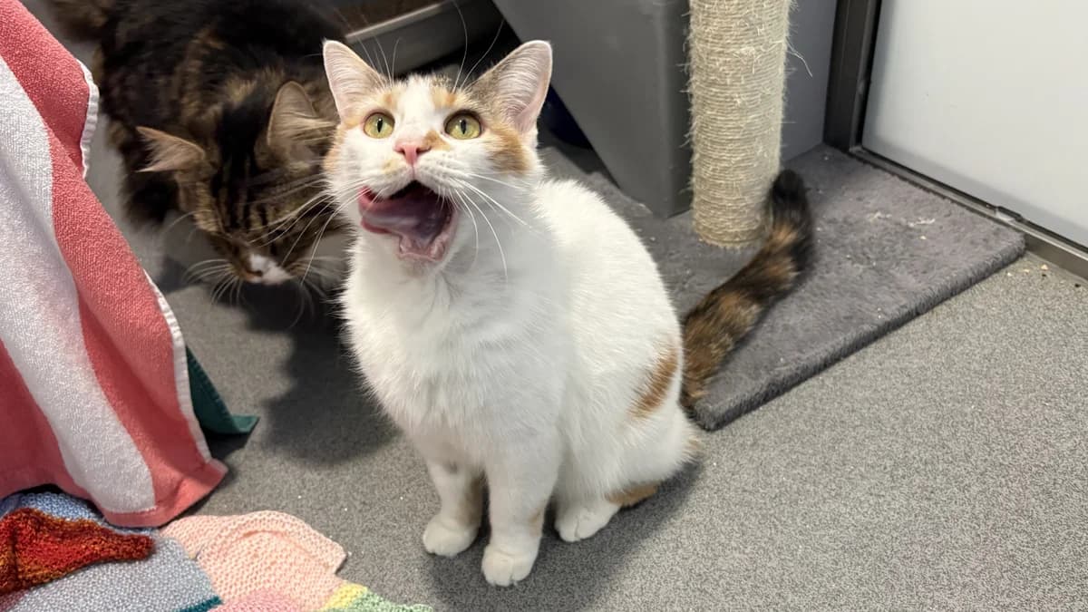 Cinnamon, female 4yo Mixed Breed for adoption at Battersea Dogs & Cats Home, London