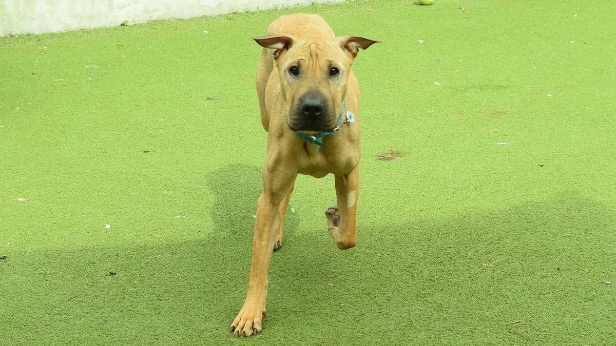 Cleo, female 5yo mixed breed for adoption at Battersea Dogs & Cats Home, London