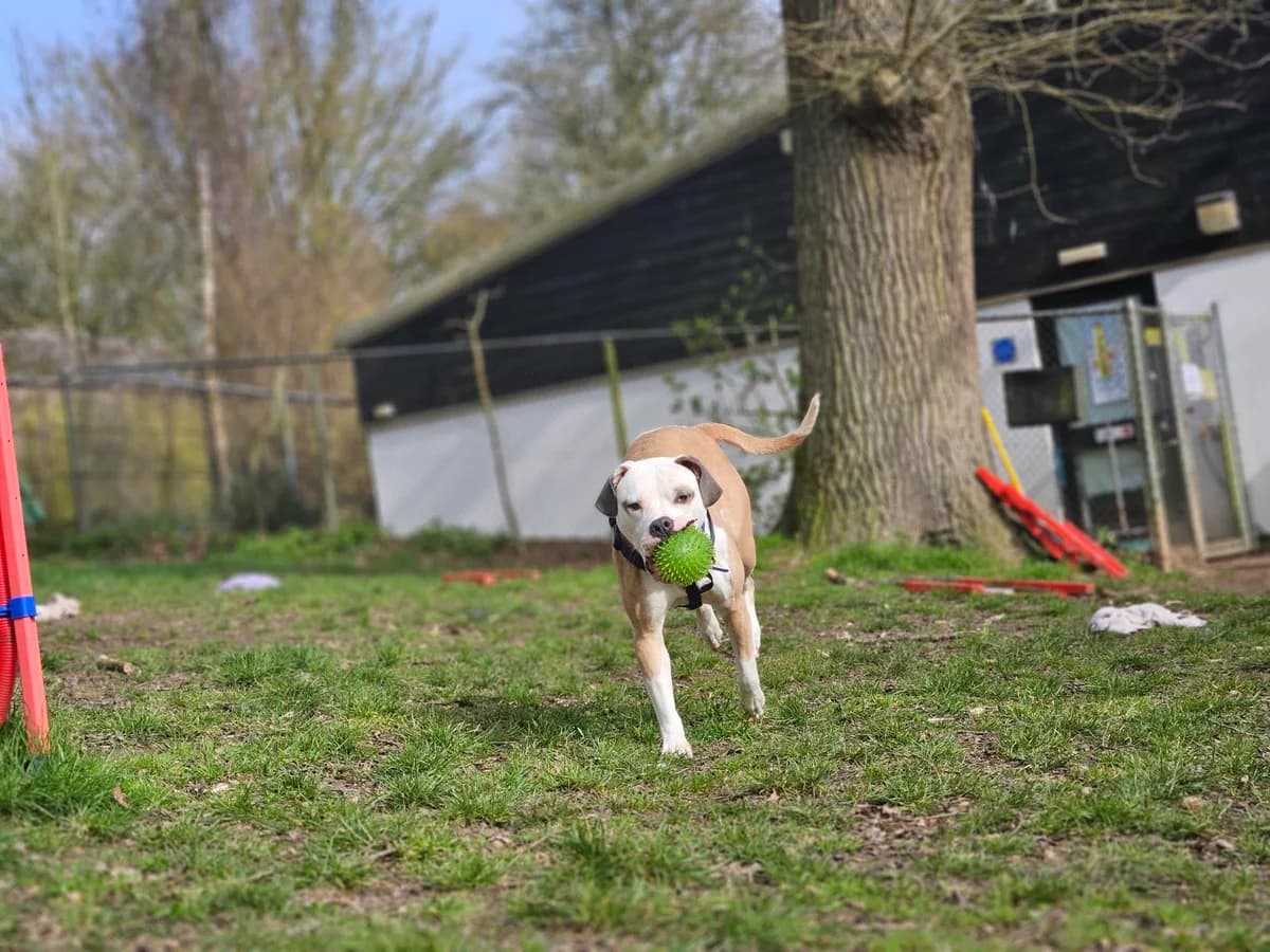 Coco, male 5yo Mixed Breed for adoption at Battersea Dogs & Cats Home, London