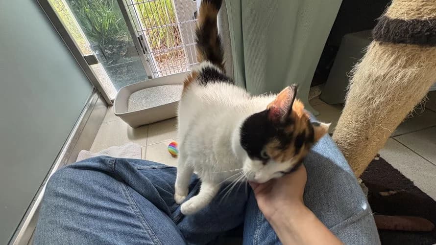 Coco, female 4yo mixed breed for adoption at Battersea Dogs & Cats Home, London