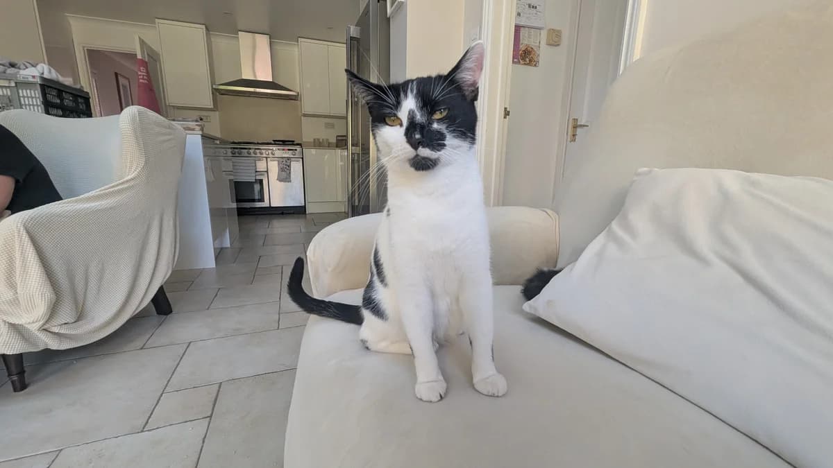 Corky, female young mixed breed for adoption at Battersea Dogs & Cats Home, London