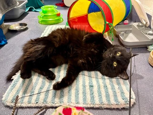 Cosy, male 4yo mixed breed for adoption at Battersea Dogs & Cats Home, London