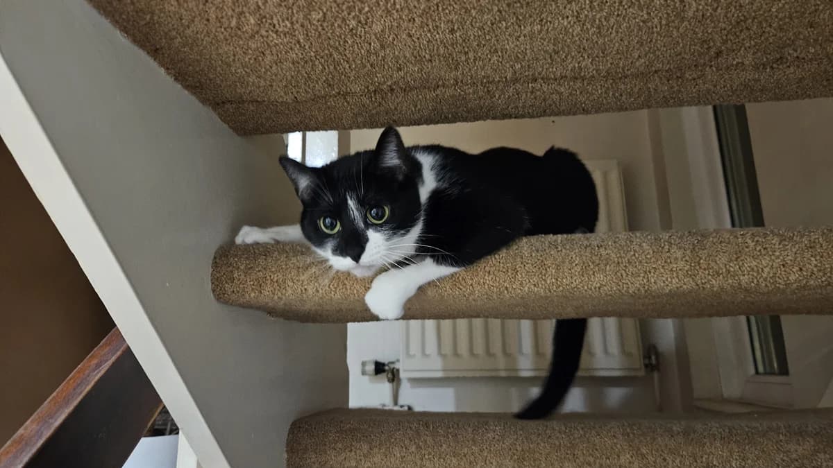 Cous Cous, female 3yo mixed breed for adoption at Battersea Dogs & Cats Home, London