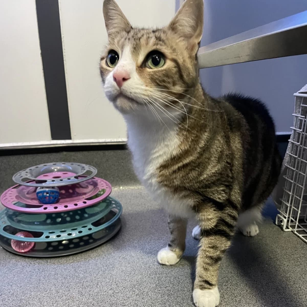 Crash, male 6yo mixed breed for adoption at Battersea Dogs & Cats Home, London