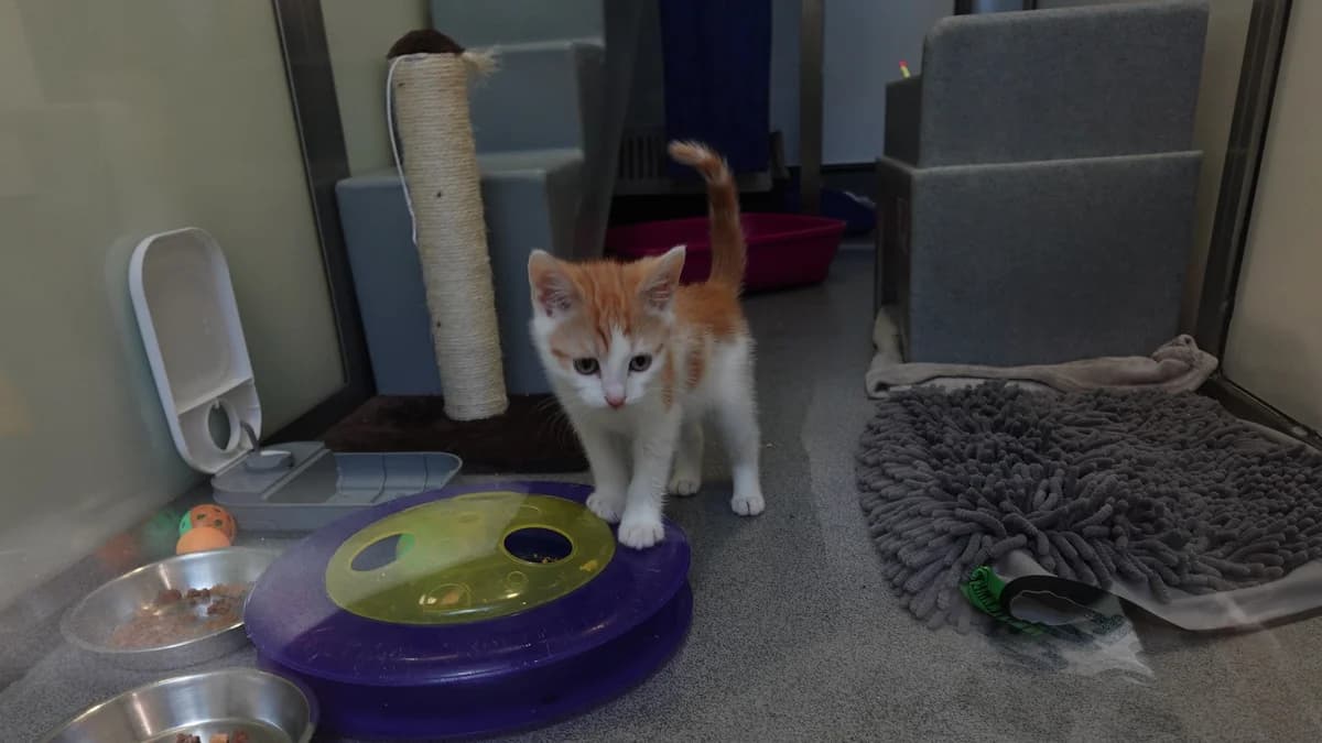 Crunch, male puppy mixed breed for adoption at Battersea Dogs & Cats Home, London