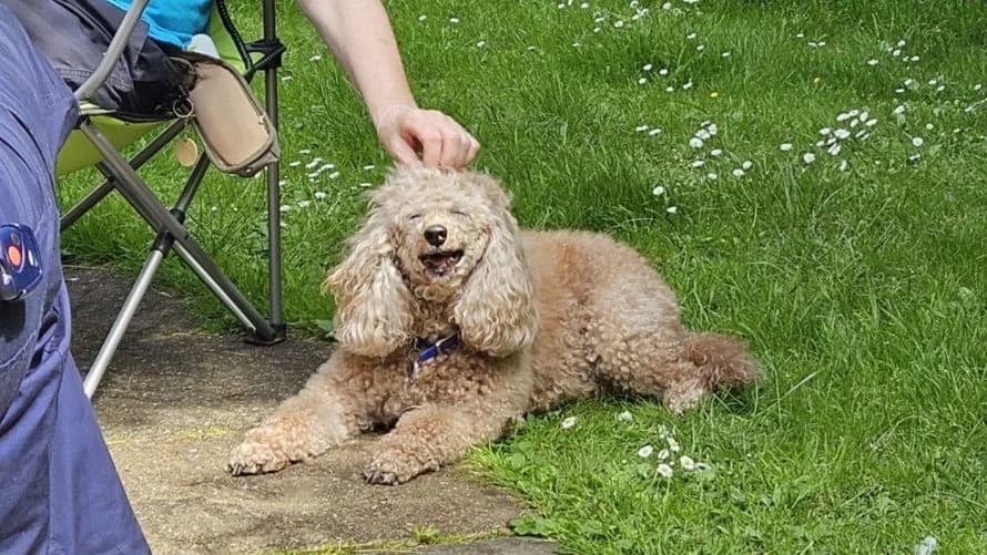Cuddles, female senior Poodle for adoption at Battersea Dogs & Cats Home, London
