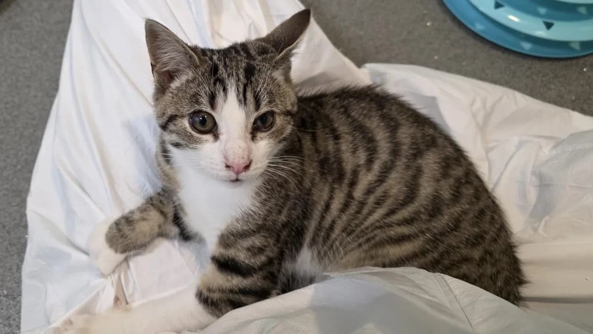 Custard Cream, male mixed breed for adoption at Battersea Dogs & Cats Home, London