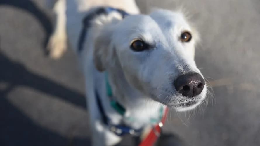 Daisy, female 5yo Saluki for adoption at Battersea Dogs & Cats Home, London