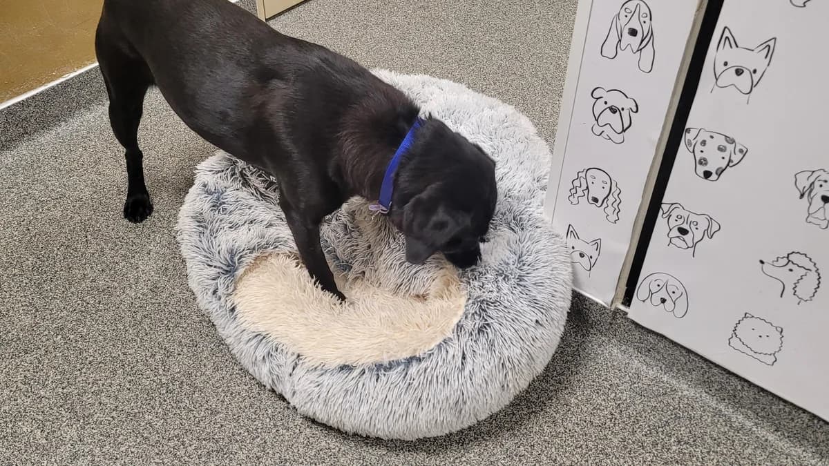 Daisy, female 5yo mixed breed for adoption at Battersea Dogs & Cats Home, London