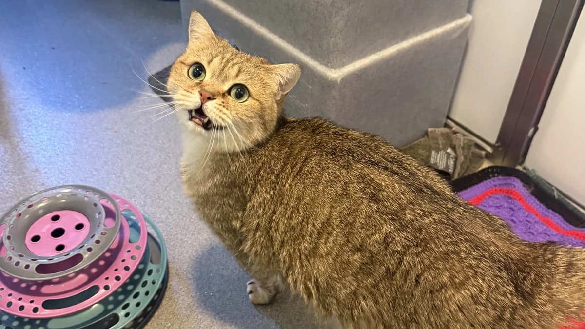Davy, male 6yo British Shorthair for adoption at Battersea Dogs & Cats Home, London