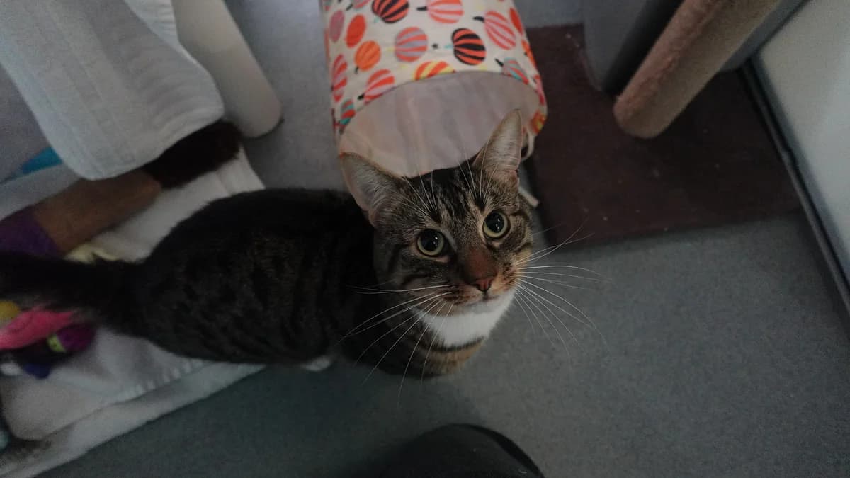 Diamond, male 3yo mixed breed for adoption at Battersea Dogs & Cats Home, London