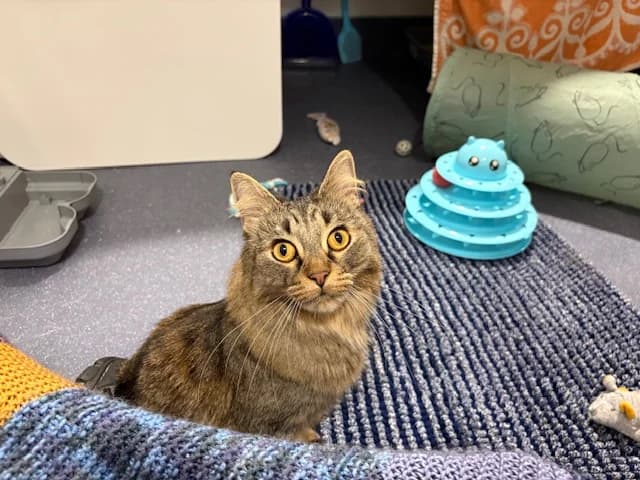 Dolly, female mixed breed for adoption at Battersea Dogs & Cats Home, London