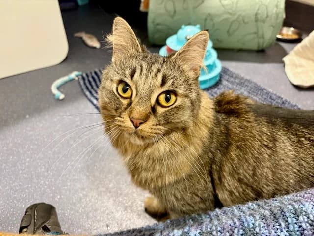 Dolly, female mixed breed for adoption at Battersea Dogs & Cats Home, London — photo 2 of 8