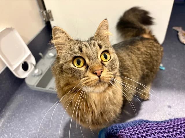 Dolly, female mixed breed for adoption at Battersea Dogs & Cats Home, London — photo 3 of 8