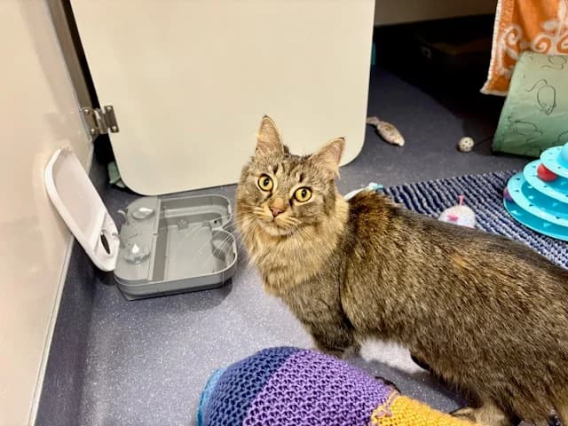 Dolly, female mixed breed for adoption at Battersea Dogs & Cats Home, London — photo 4 of 8