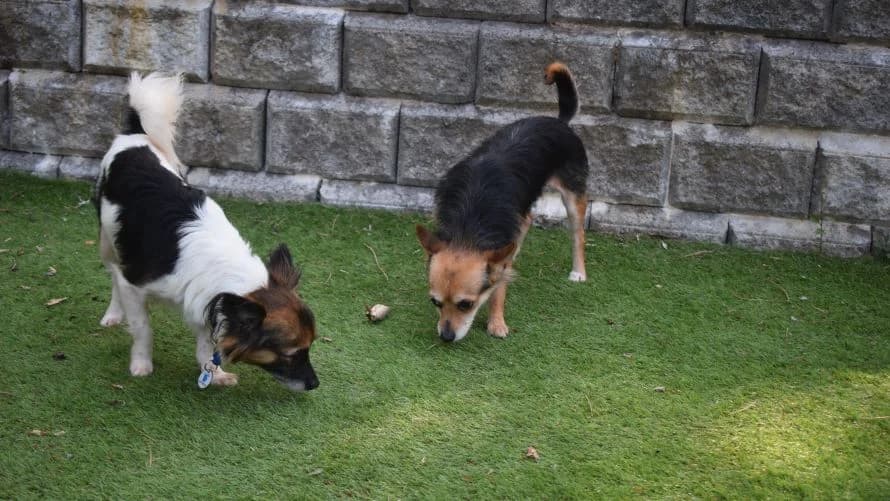Domino (& Sudoku), female 4yo Chihuahua for adoption at Battersea Dogs & Cats Home, London