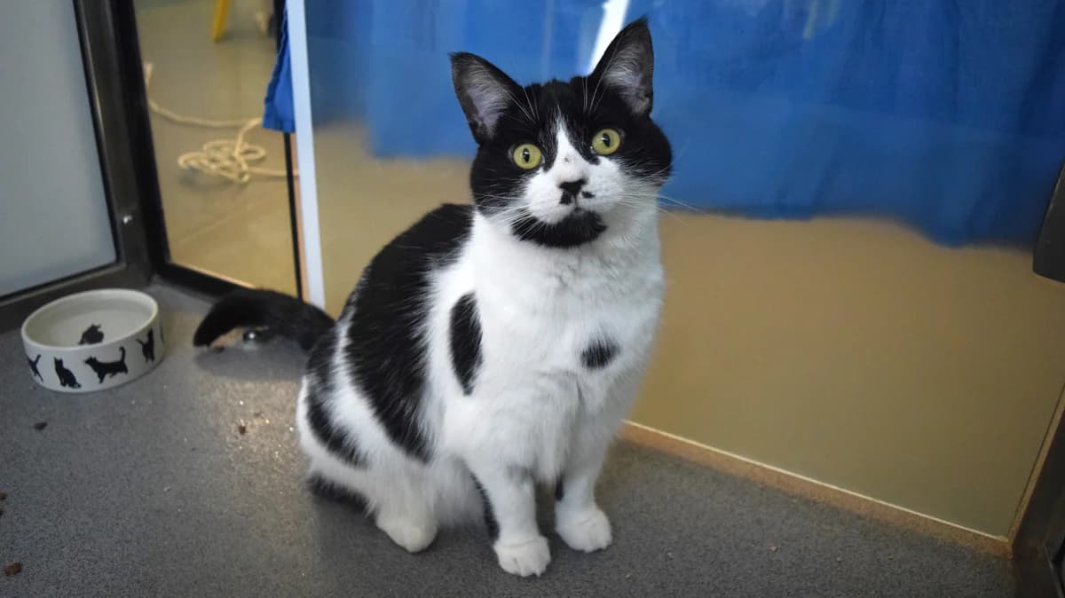 Dorothy, female 6yo mixed breed for adoption at Battersea Dogs & Cats Home, London