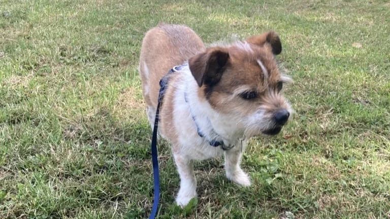 Dre, male senior mixed breed for adoption at Battersea Dogs & Cats Home, London