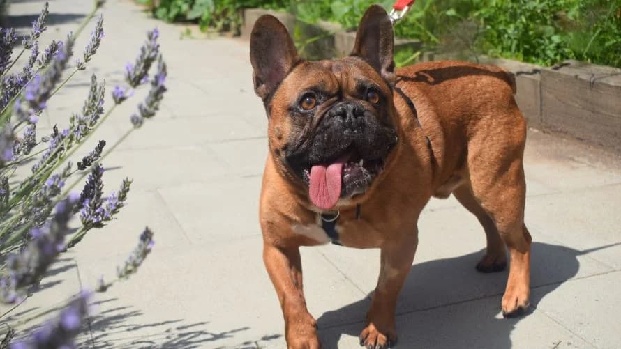 Dusty, male 4yo English Bulldog for adoption at Battersea Dogs & Cats Home, London